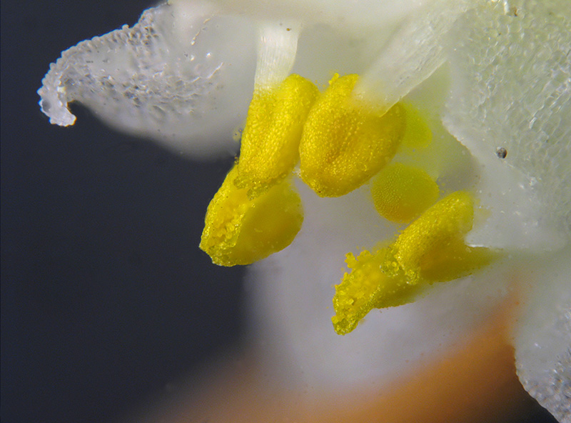 Cuscuta campestris / Cuscuta ungherese